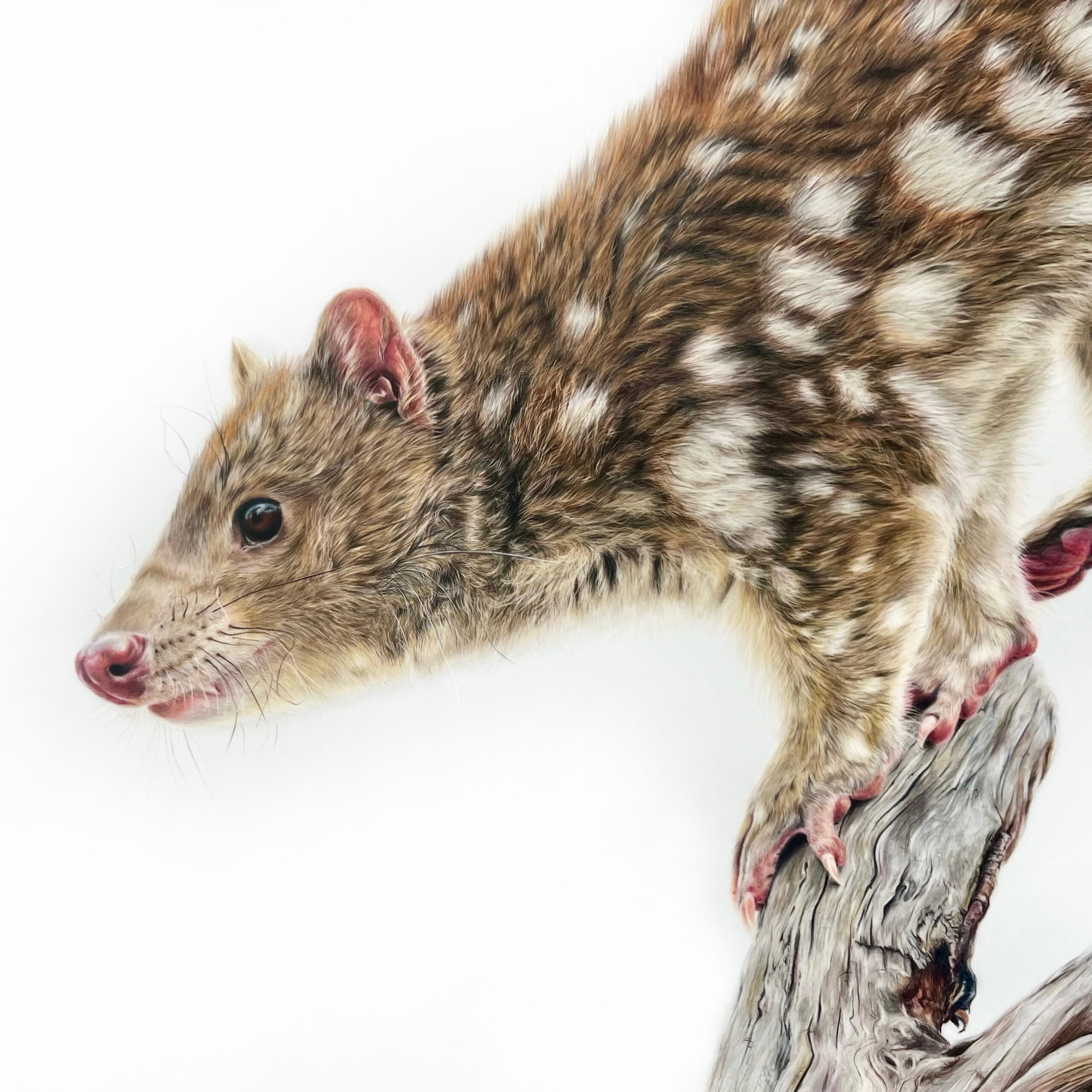 Rachel Harris / Spotted-tailed quoll / 2023 / colour pencil / 420x594mm