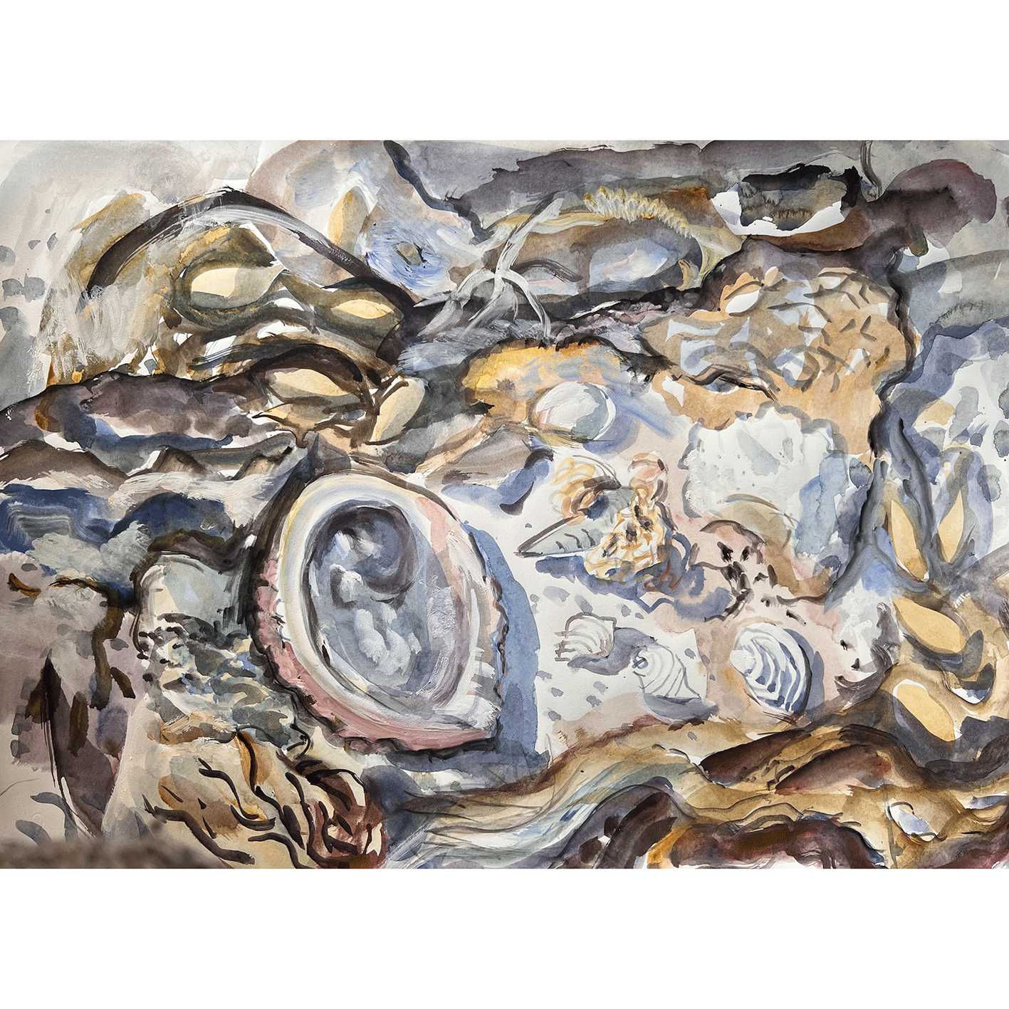 Patricia Giles. North East Coast Shells 2 (n.d.). Watercolour. 45 x 57 cm. Photograph by Courtney Simpson. 