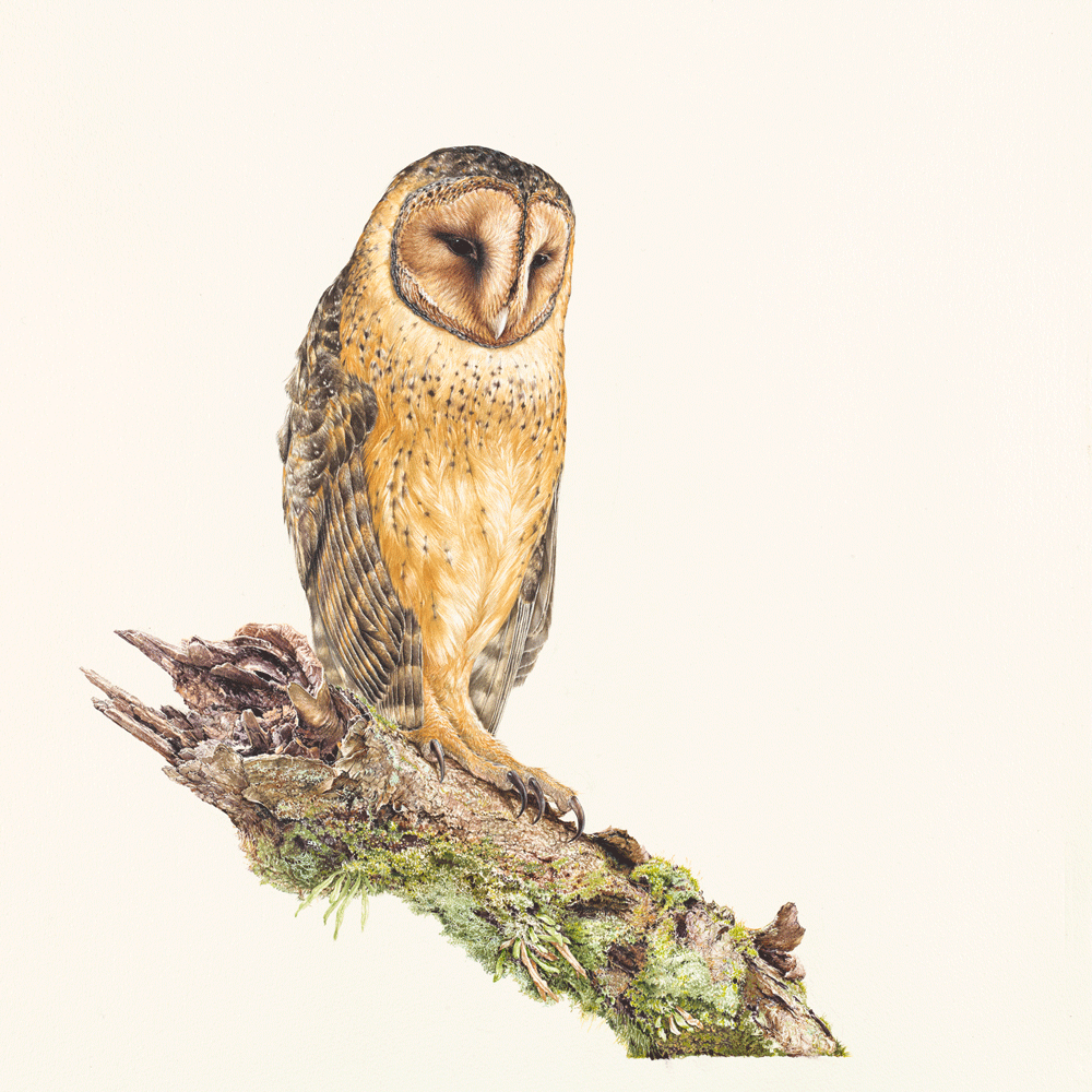 Belinda Kurczok. Tasmanian masked owl (2023). Matte acrylic 